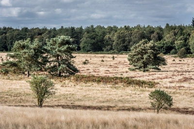 Thetford Forest Thetford Forest